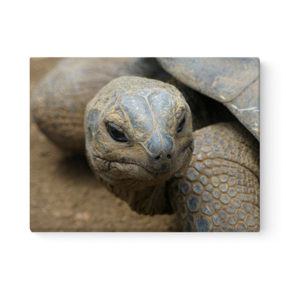 c4ded94e-33c5-466d-b662-86080a27943c