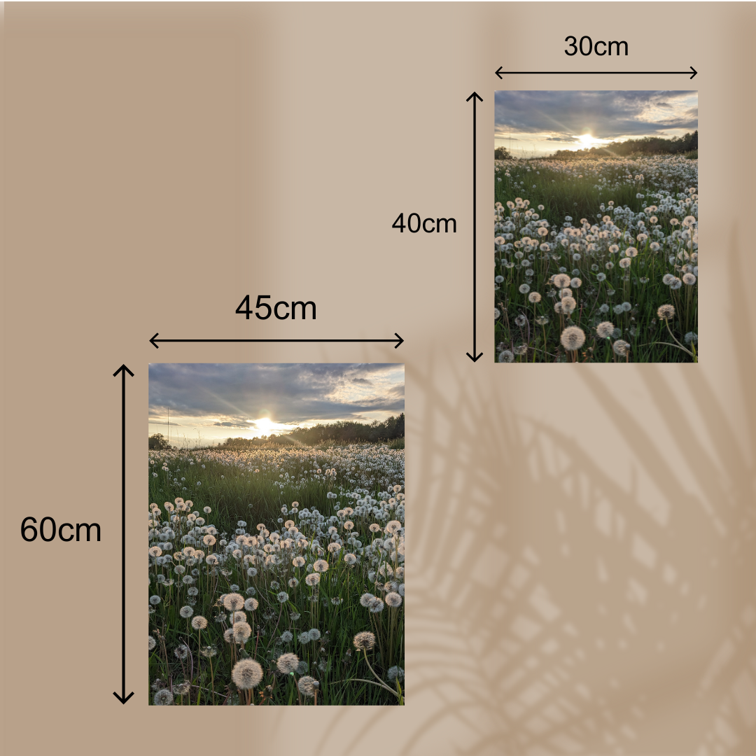 Pusteblumen im Sonnenuntergang